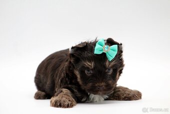 chocolate yorkshire terrier s PP - 6