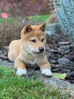 Shiba inu - 6