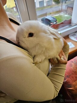Zakrslý králík - 6