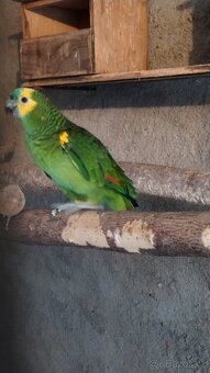 Amazoňan modročelý - 6