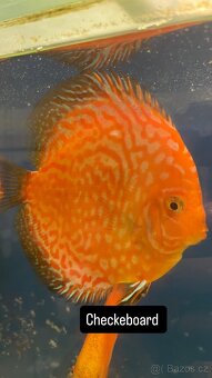 Terčovec -Diskus - 6