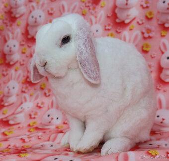 Zakrslý modrooký rex beránek , maličká samička - 6