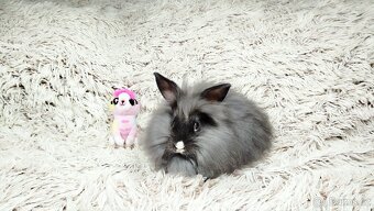 Zakrslý králík, králíček - HOLLY - 6