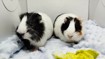 Zakrslý beránek, králíček,6- BARČA A BOBINKA - 6