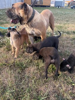 Štěňata cane corso X Presa canaria - 6