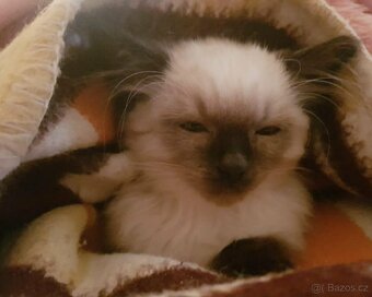 Mačiatka ragdoll - 6