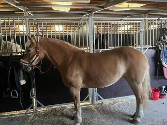 Klisna hafling - pony B do sportu - 6