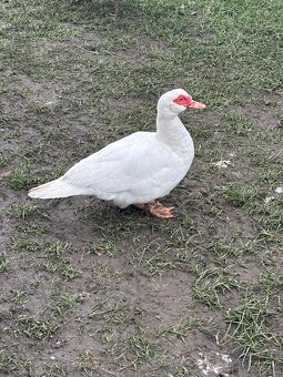 Krůty+ kachny+ kohouti - 6