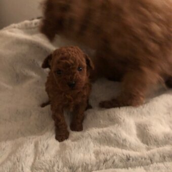 Toy pudl štěňátko s PP - 6