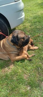 Pes CC bez PP, na krytí - 6