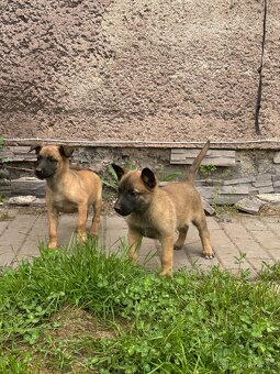 Belgický ovčák Malinois štěňátka - 6