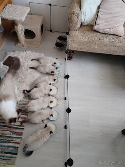 Koťátka s PP plemena Ragdoll - 6