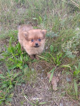 Pomeranian mini Boo - 6