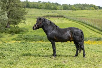 Huculský hřebec, Hucul, malý kůň, pony, tobiano - 6