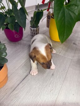 Jack Russel Terier - 6