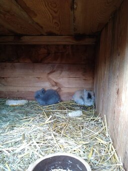 Prodám zakrslá králíčata - 6