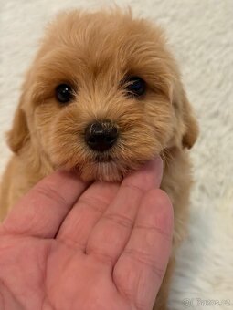 Maltipoo - 6