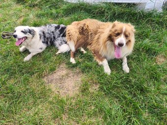 Border kolie bez PP - 6