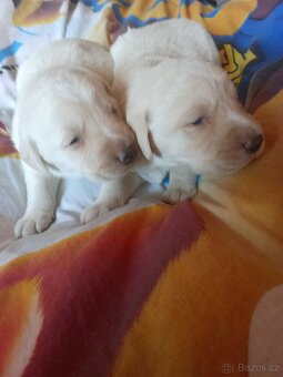 Čistokrevná štěňátka Labradora - 6