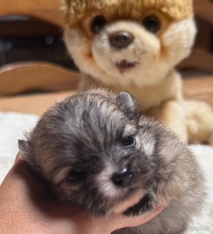 POMERANIAN S PP FCI - 6