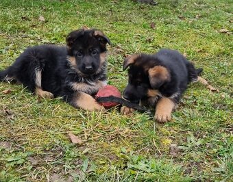 Štěně německý ovčák s PP - 6