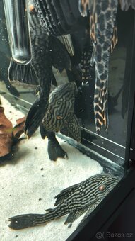 Panaque SP Spotted L330 - 6