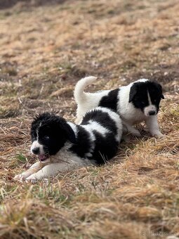 Landseer - 6