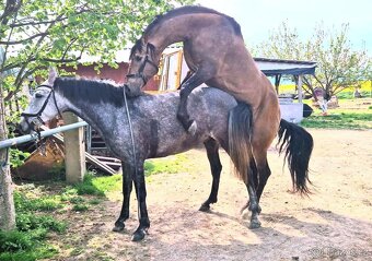 Připouštení P.R.E. hřebcem - inseminačně - 6