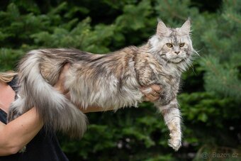 Mainská mývalí kocourek s PP - 6