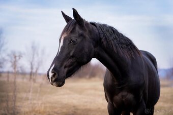 Kobylka ročník 2024 - 6