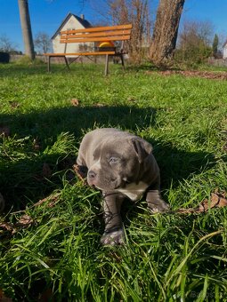 🐾 Americký stafordšírský teriér – modrá štěňátka Bibi a Oli - 6