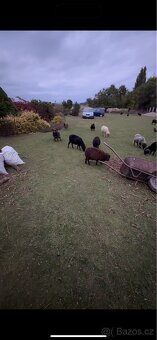 Ovce ouessantská (Quessantská) - 6