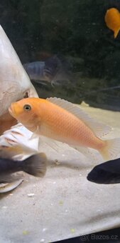 Prodam tlamovce z Malawi - 6