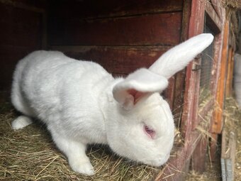 CHOVNÍ KRÁLÍCI K PŘIPUŠTĚNÍ - 6