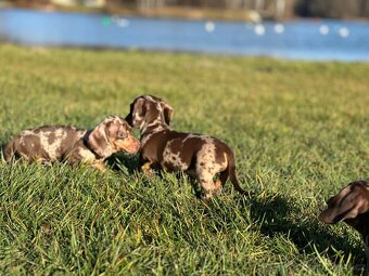 Trpasličí jezevčík Čoko Merle - 6