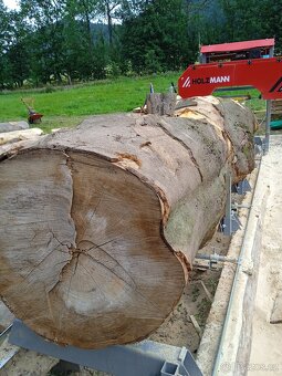 Fošny dub,buk,javor 60 mm. - 6