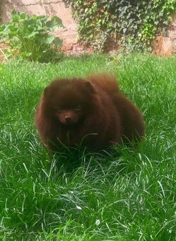 Pomeranian Edward Dogs Dream Pom Kennel - 6