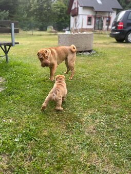 Sharpei , šarpej - 6