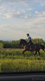 Huculská klisna, hucul, Tobiano, pony, malý kůň - 6