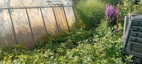 Prodej zahrádky - 6