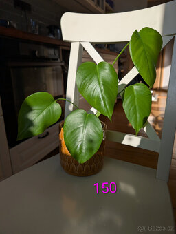 Pokojové rostliny - 6