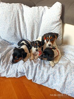 Jack Russell - 6