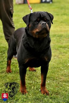 Šteniatka Rottweilera,Rottweiler, Rotvajler, Rottweiler s PP - 6