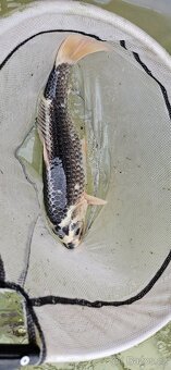 Koi kapr - 6