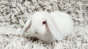 Zakrslý beránek, králíček, králík - MOLLY - 6