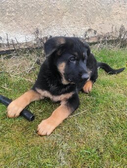 Německý ovčák - štěňata s PP - 6