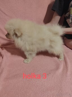 Špic pomeranian štěňátka - 6