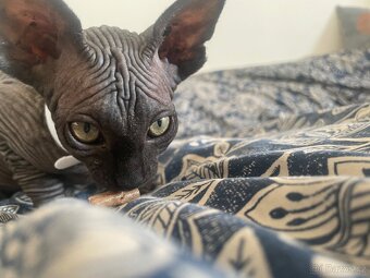 Kočičky Sphynx - 6