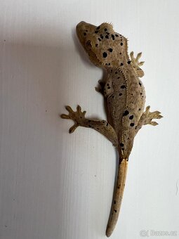 Pagekon řasnatý- Correlophus ciliatus - 6