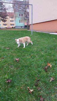 Štěňata border kolie - 6